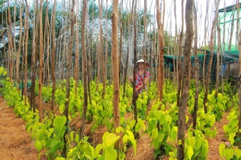 lang trau vi thuy bao ton net dep van hoa truyen thong