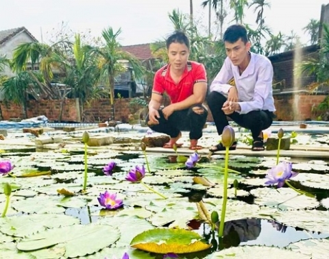Khởi nghiệp từ mô hình trồng hoa súng