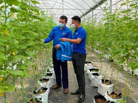 Lâm Đồng: Hỗ trợ thanh niên khởi nghiệp được vay tối đa 2 tỷ đồng