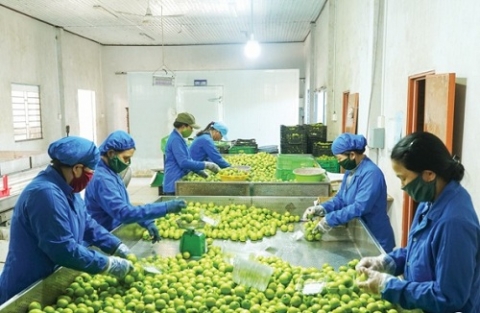 ninh thuan ho tro nang cao gia tri san pham nho tao