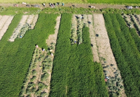 ha tinh nong dan va doanh nghiep lien ket ben vung trong trong duoc lieu