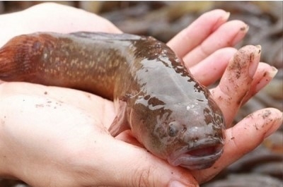 nguoi dan ha tinh nuoi ca bong dop thuong pham dem lai hieu qua kinh te cao