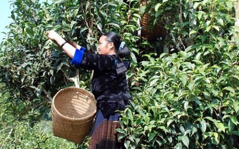 dien bien quang ba tieu thu san pham ocop