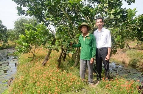 an giang phat trien kinh te tu cay buoi da xanh