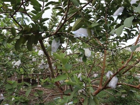 tiem nang ocop huyen thanh ha