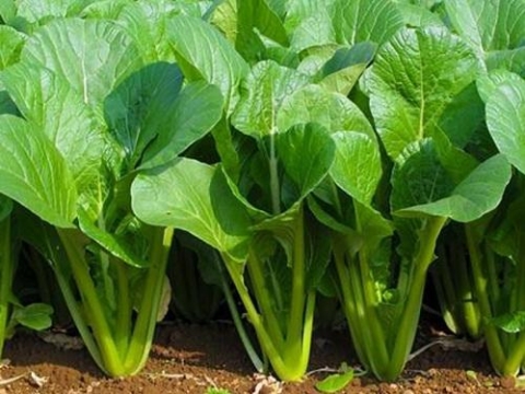 10 cong dung cua rau cai xanh voi suc khoe