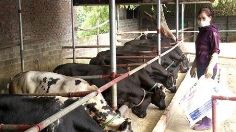 phu tho tam nong chuyen minh tu xay dung nong thon moi