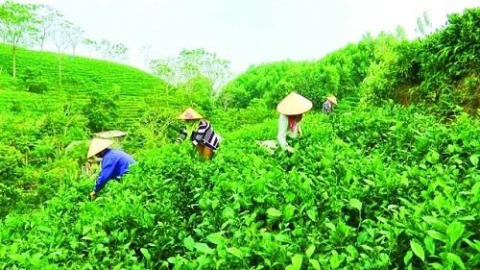 khuyen cong thai nguyen dong hanh cung doanh nghiep nang cao nang luc san xuat che