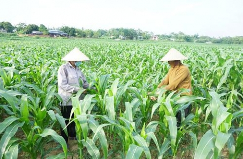 thai nguyen 11000ha duoc phu xanh mua thu dong