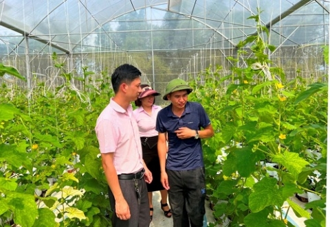 Làm giàu từ sản xuất nông nghiệp an toàn