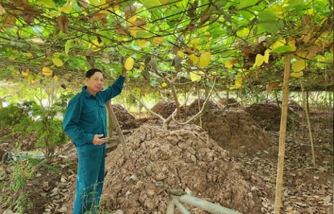 hai duong san day san pham chu luc cua thanh an