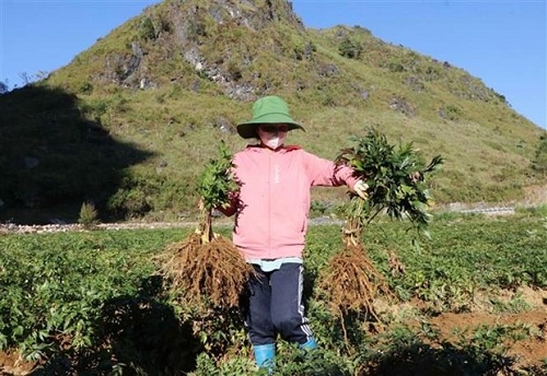 Thoát nghèo từ cây dược liệu