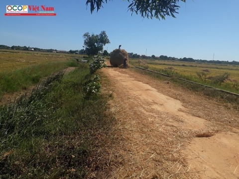 quang tri cay nem phu xanh vung cat hai duong