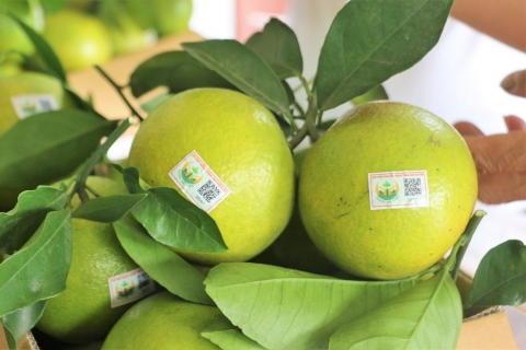 ha tinh tham canh vuon cam vietgap dem lai hieu qua kinh te cho nguoi dan