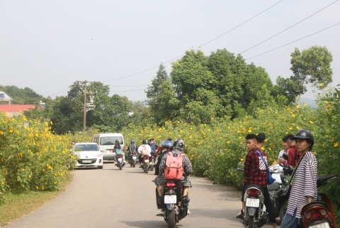 Hoa dã quỳ nở vàng rực rỡ tại Vườn Quốc gia Ba Vì