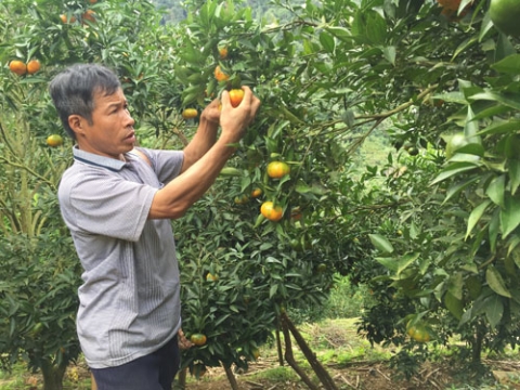 quyt co nam son duoc gia nong dan hoa binh phan khoi