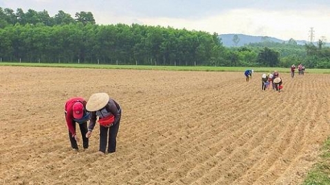 quang tri co dong thuan co nong thon moi