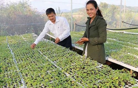 nhan rong cac mo hinh thanh nien lam kinh te gioi