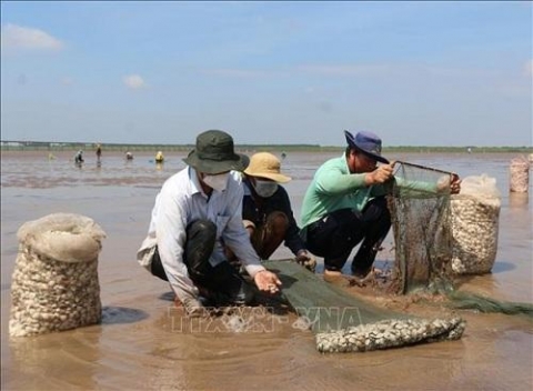bac lieu thanh cong voi mo hinh nuoi ngheu tren bai boi