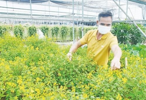 hung yen nhung ty phu nong dan xu nhan bam dat lam giau