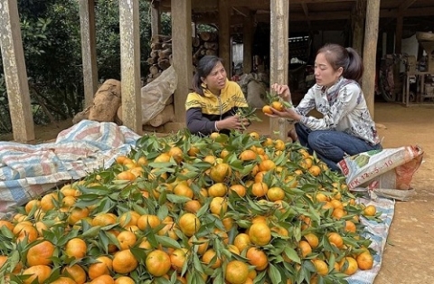 hoa binh xay dung thuong hieu quyt nam son