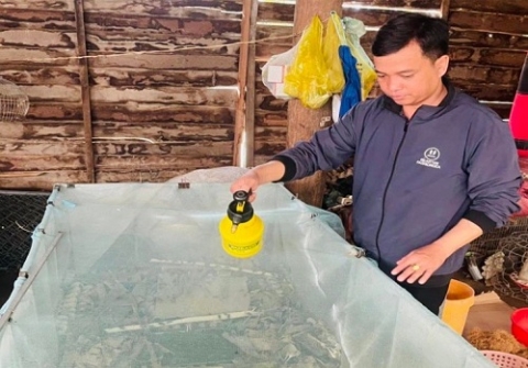 Thu nhập ổn định từ nuôi dế thương phẩm