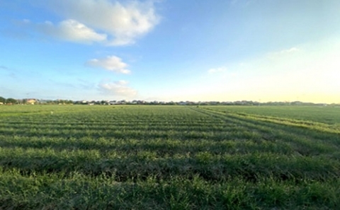 nam sach hai duong nha may che bien hien dai giup nang cao gia tri nong san