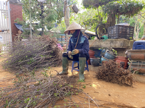 kham pha lang nghe trong hoa mai trang an hoa