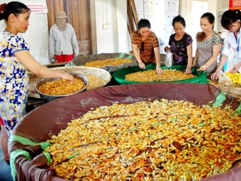 dien kim nghe an lang nghe voi mo hinh nuoi tam thong minh