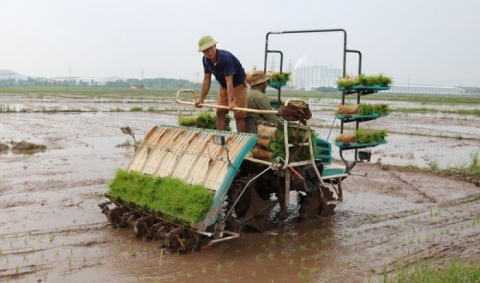 Năm 2023, Hà Nội xây dựng kế hoạch gieo trồng 150.000ha lúa