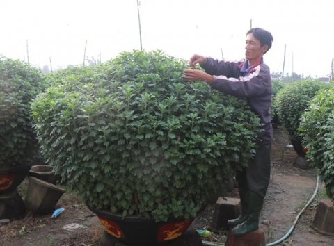 lang hoa nghia hiep o quang ngai ron rang vao tet