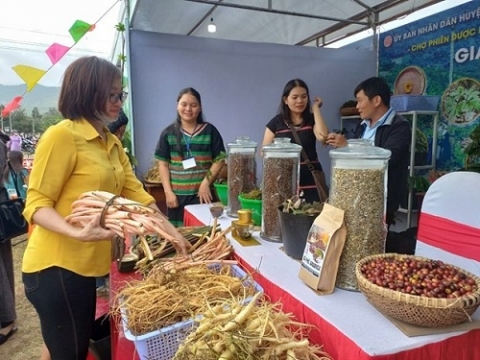 Kon Tum chú trọng phát triển dược liệu