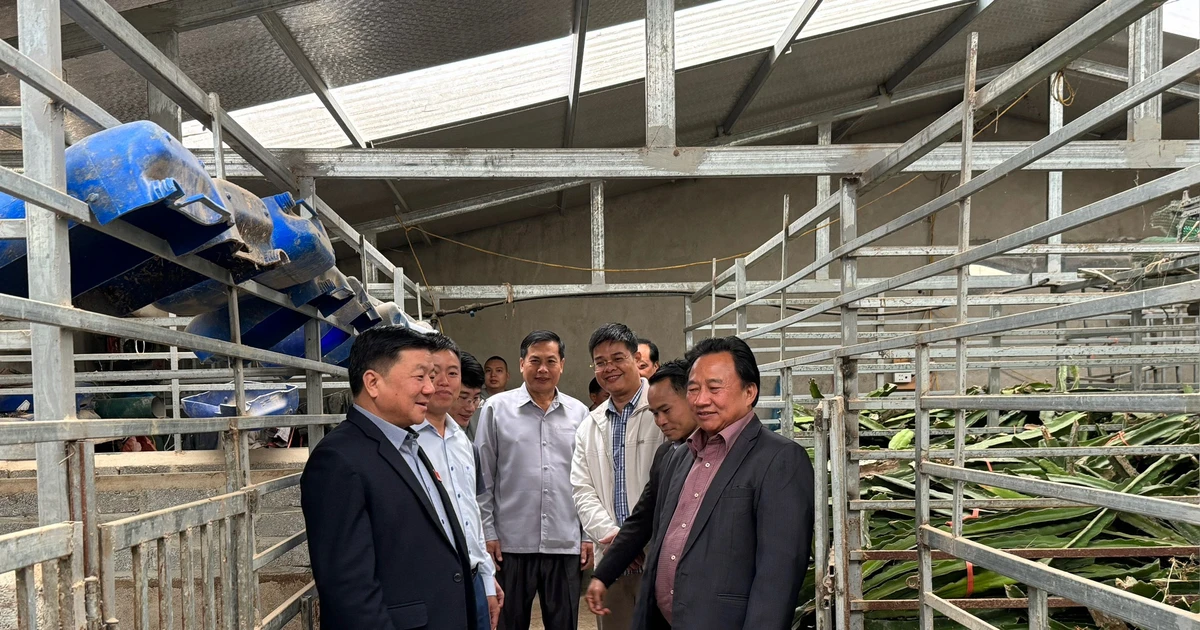 Điện Biên: Nông nghiệp nỗ lực vượt khó thành công