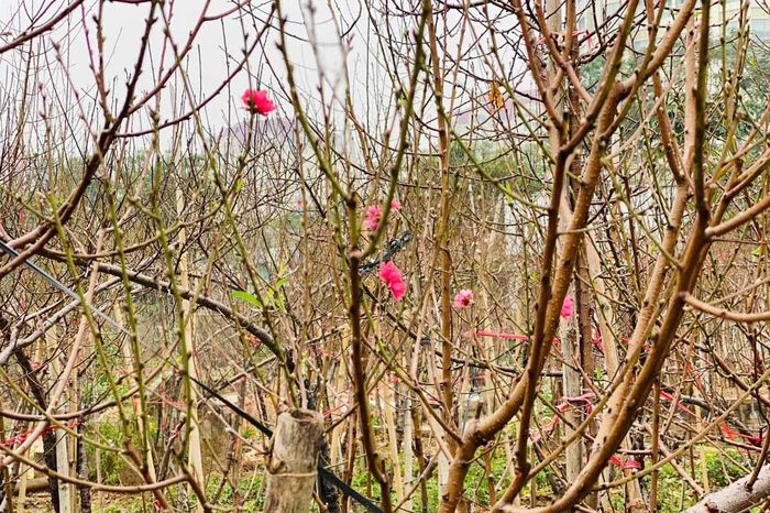 Hoa đào Nhật Tân sắp bung nở sắc hồng đón Tết