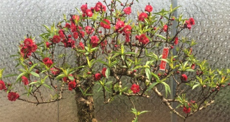 Hội hoa Xuân và các sản phẩm OCOP vùng miền Xuân Ất Tỵ - quận Tây Hồ diễn ra trong 5 ngày Hội hoa Xuân và các sản phẩm OCOP vùng miền Xuân Ất Tỵ - quận Tây Hồ diễn ra trong 5 ngày