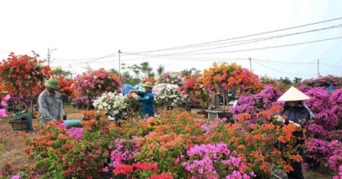 Tái cơ cấu ngành Nông nghiệp Hà Nội: Tạo bước chuyển mạnh mẽ