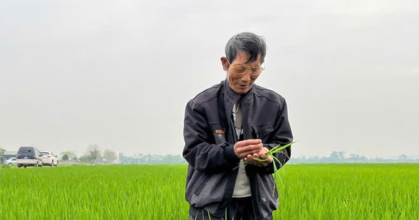 Tăng hiệu quả, giảm phát thải từ mô hình sản xuất lúa SRI