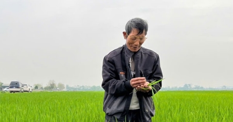 Tăng hiệu quả, giảm phát thải từ mô hình sản xuất lúa SRI