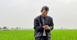 Tăng hiệu quả, giảm phát thải từ mô hình sản xuất lúa SRI