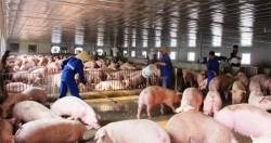 Giá lợn hơi có xu hướng giảm nhẹ khi nguồn cung tăng