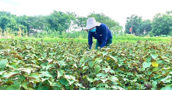 Mê Linh: Địa danh Tiến Thắng được sử dụng đăng ký nhãn hiệu tập thể “Rau gia vị Tiến Thắng”