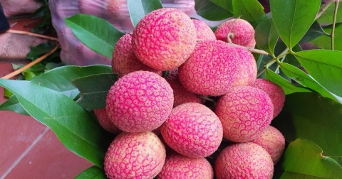 sap dien ra phien cho vai hung yen 2025 tai ecopark