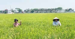 Xây dựng vùng nguyên liệu lúa gạo tại Hà Nội: Tăng giá trị, mở rộng thị trường xuất khẩu