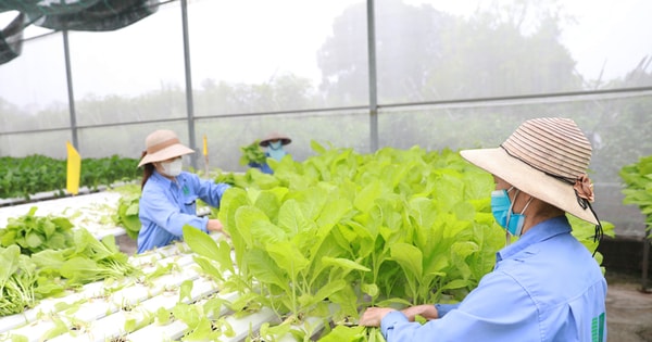 Nông dân Gia Lâm tập trung sản xuất nông nghiệp sạch