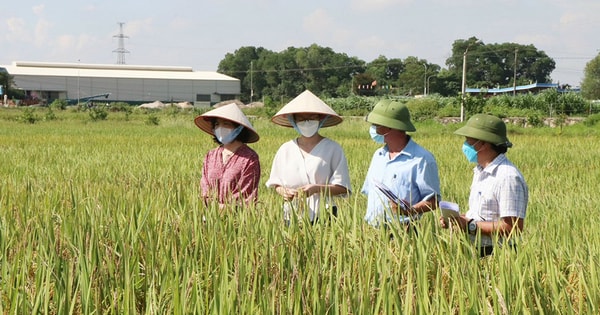 Phát triển chuỗi nông sản xuất khẩu: "Chìa khóa" nâng giá trị sản phẩm