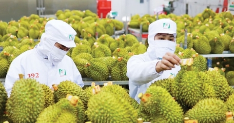 khac phuc sut giam xuat khau rau qua yeu to song con la chat luong