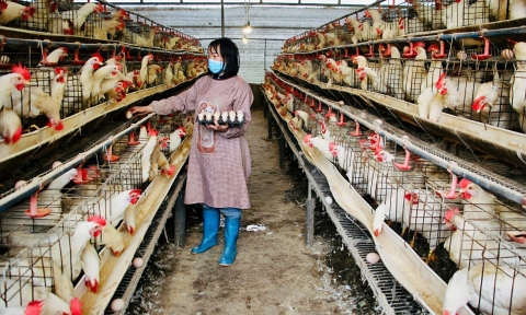 tri thuc tre le bao hung dam me voi khat vong lam giau tren manh dat que huong