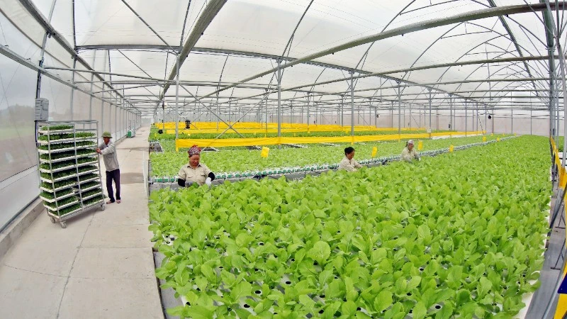 Hiệu quả từ sản xuất nông nghiệp công nghệ cao