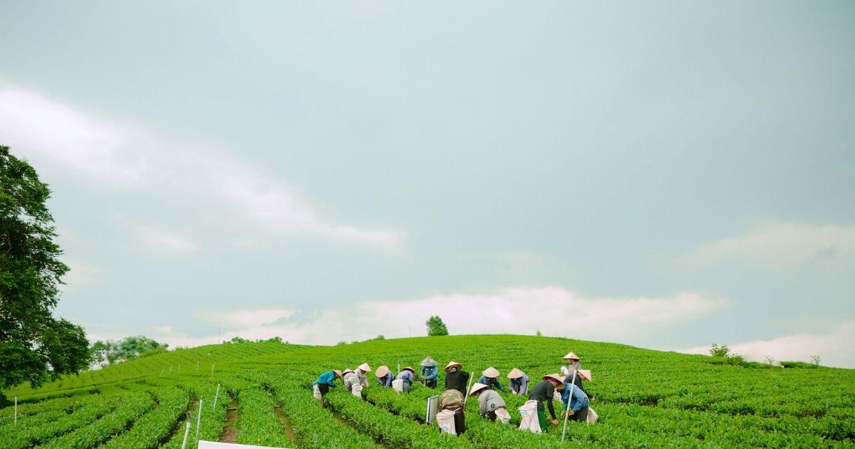 Làn gió mới cho vùng chè Thái Nguyên