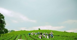 Làn gió mới cho vùng chè Thái Nguyên